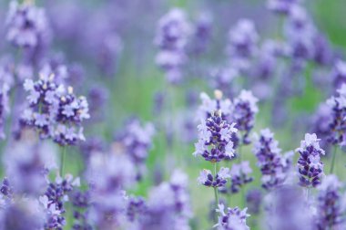 Güzel çiçekler, yakın görüş, doğa konsepti.