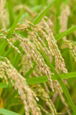 Sabah tarlada pirinç.