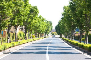 Yeşil ağaçlar arasında boş asfalt yol 