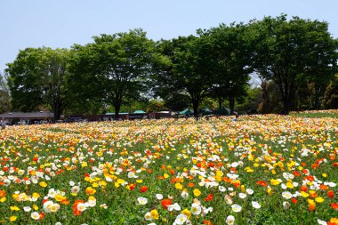 Güzel çiçekler, yakın görüş, doğa konsepti.