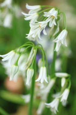 Güzel çiçekler, yakın görüş, doğa konsepti.