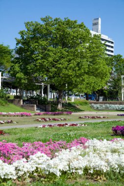 Güneşli yaz gününde çiçekler ve ağaçlarla şehir parkının güzel manzarası. 