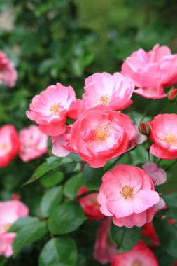 Güzel çiçekler, yakın görüş, doğa konsepti.