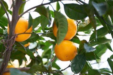 yeşil yaprakların arkasında olgun meyveler olan portakal ağacı.