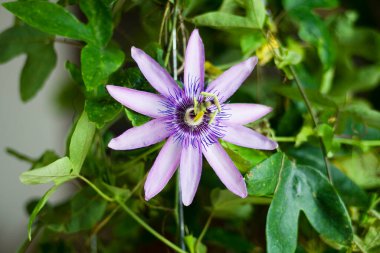 Güzel çiçekler, yakın görüş, doğa konsepti.