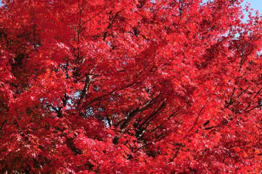 Sonbahar yaprakları, sonbahar bitkileri