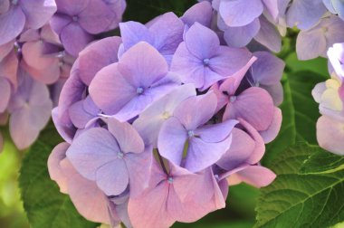 Güzel çiçekler, yakın görüş, doğa konsepti.