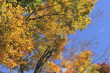 Ormanda sonbahar renkleri