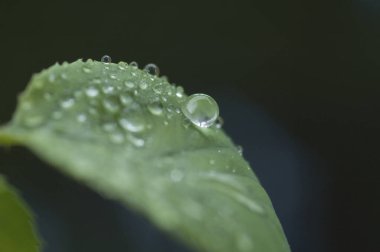Yeşil yaprak, bitki ve yapraklar.