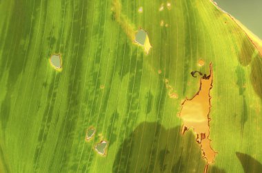 Soyut bir yaprağın yakın plan çekimi ve güzel bir arkaplan.