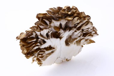 Beyaz arkaplanda taze Maitake mantarlarının yakın plan görüntüsü                                      