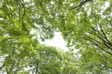 Ormandaki yeşil ağaçlar doğa arka planında