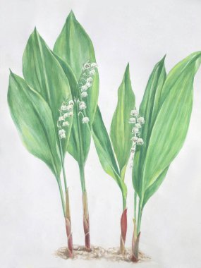 Bir buket çiçekli zambak çizimi.