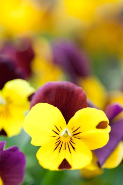 Güzel çiçekler, yakın görüş, doğa konsepti.