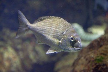 Akvaryumdaki güzel tropikal deniz balıklarının sualtı manzarası