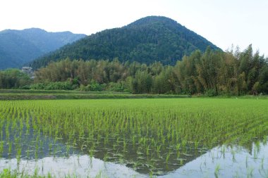 Kırsalda pirinç tarlaları