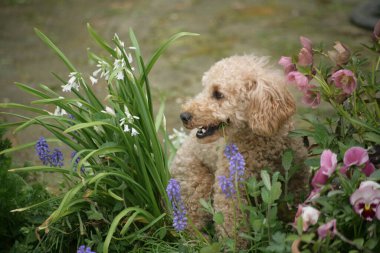 Yaz bahçesinde şirin küçük bir köpek