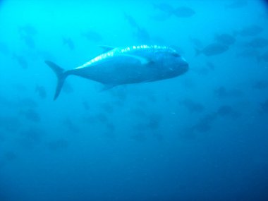 Güzel tropikal deniz balıklarının sualtı manzarası 