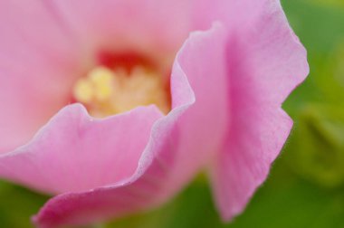 Bahçede güzel pembe bir gül