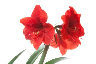 Yeşil yapraklı kırmızı bir çiçek.  