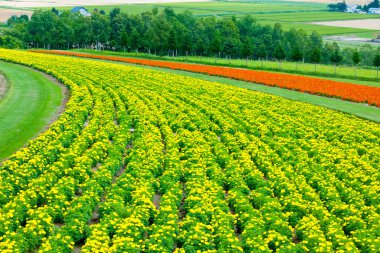 Kırmızı çiçekli sarı bir tarla. 