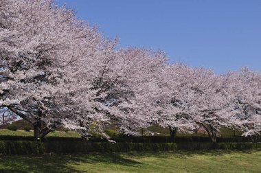 Gündüz kiraz çiçeği, arka plan görünümü 
