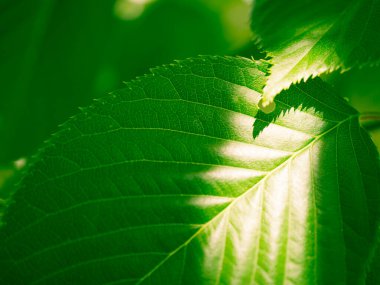 yeşil yaprak dokusu, doğal arkaplan