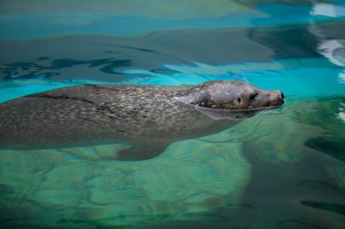 Temiz suyla havuzda yüzen bir fok.