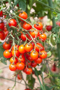 birkaç tane domates  