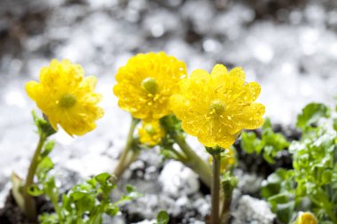 Güzel çiçekler, yakın görüş, doğa konsepti.