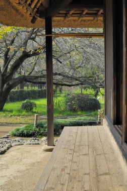 Bahçedeki bir ağacın altında ahşap bir ev.