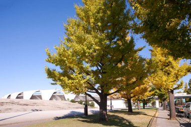 Parkta sarı yapraklı bir ağaç.