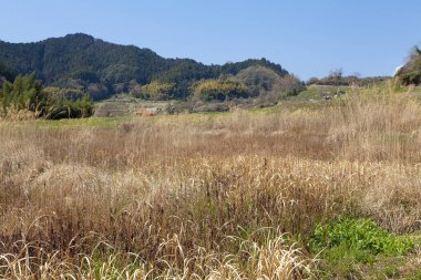 Arkasında birkaç ağaç ve tepe olan bir tarla.