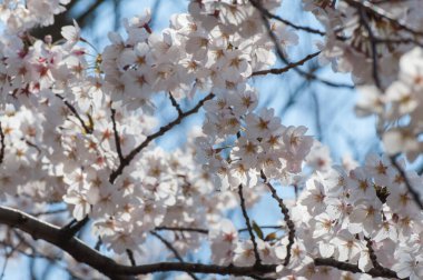 Bahar parkında güzel ağaçların çiçek açtığı yakın plan çekimler.                