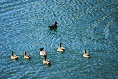 Suda yüzen ördek sürüsünün güzel manzarası      