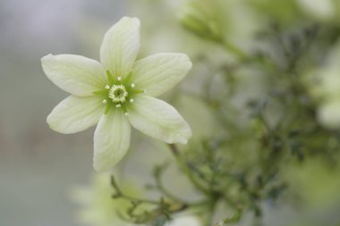 Bir buket beyaz çiçek, yakın çekim. 