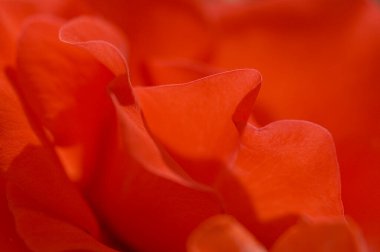 Beyaz arkaplanda kırmızı güller