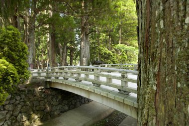 Huzurlu ahşap köprü huzurlu bir ormanda yemyeşil sularla çevrili huzurlu bir dereyi geçiyor.