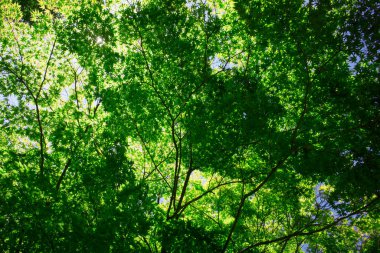 Ormanda yeşil ağaçlar 