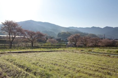 Ağaçlı tren istasyonu