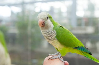 Arka planda yeşil bir papağanın yakın plan fotoğrafı, yakın plan.