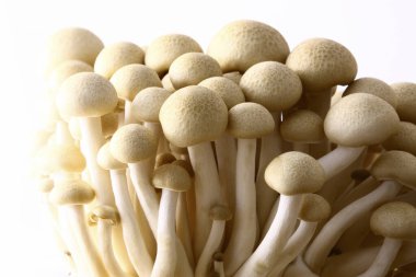 Beyaz arkaplanda shimoji mantarları