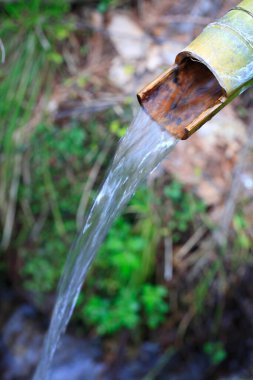 Bahçedeki küçük derenin detaylı görünümü