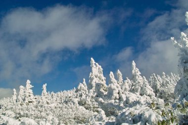Karla kaplı ağaçlarla kaplı güzel kış manzarası