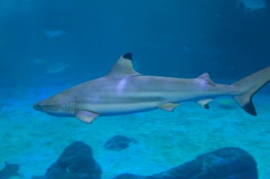 Köpekbalığı mavi denizde.