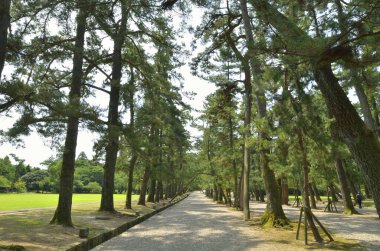 Güneşli bir gün sessiz, çarpıcı bir Asya parkını vurguluyor.