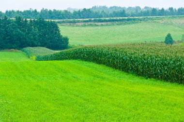 Kırsaldaki güzel yeşil alan. tarım endüstrisi               