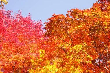 Sonbahar mevsiminde güzel renkli sonbahar yaprakları