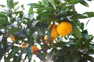 Ağaç dalında olgunlaşan mandalin meyveleri 