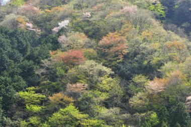 Renkli yapraklı sonbahar manzarası
